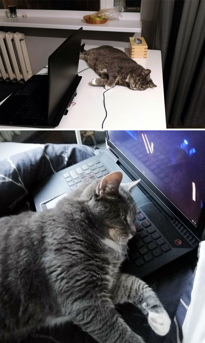 Hey Pandas, What Is Your Pet’s Weirdest Or Cutest Habit? (Closed) Hey Pandas, What Is Your Pet’s Weirdest Or Cutest Habit? (Closed)