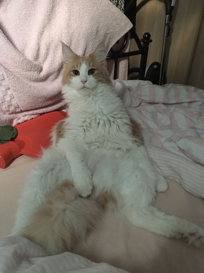 Hey Pandas, What Is Your Pet’s Weirdest Or Cutest Habit? (Closed) Hey Pandas, What Is Your Pet’s Weirdest Or Cutest Habit? (Closed)