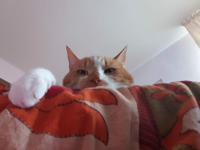 Hey Pandas, What Is Your Pet’s Weirdest Or Cutest Habit? (Closed) Hey Pandas, What Is Your Pet’s Weirdest Or Cutest Habit? (Closed)