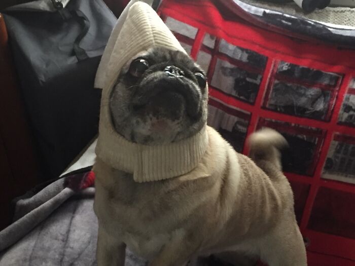 Hey Pandas, What Is Your Pet’s Weirdest Or Cutest Habit? (Closed) Hey Pandas, What Is Your Pet’s Weirdest Or Cutest Habit? (Closed)