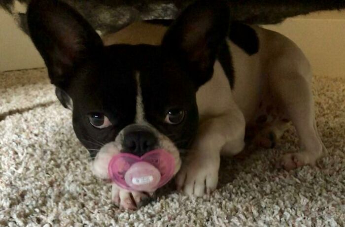 Hey Pandas, What Is Your Pet’s Weirdest Or Cutest Habit? (Closed) Hey Pandas, What Is Your Pet’s Weirdest Or Cutest Habit? (Closed)