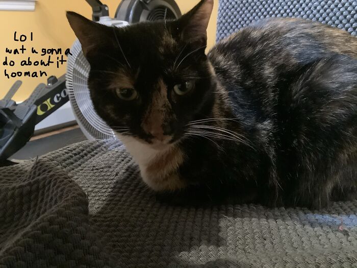 Hey Pandas, What Is Your Pet’s Weirdest Or Cutest Habit? (Closed) Hey Pandas, What Is Your Pet’s Weirdest Or Cutest Habit? (Closed)