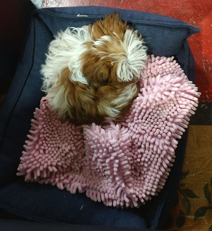 Hey Pandas, What Is Your Pet’s Weirdest Or Cutest Habit? (Closed) Hey Pandas, What Is Your Pet’s Weirdest Or Cutest Habit? (Closed)