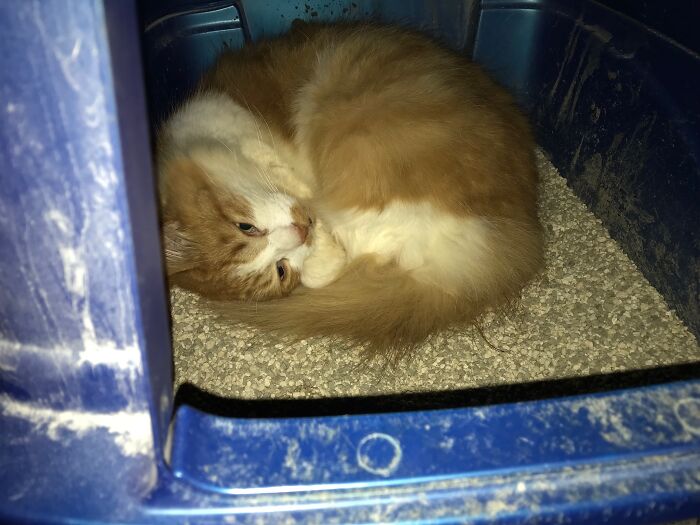 Hey Pandas, What Is Your Pet’s Weirdest Or Cutest Habit? (Closed) Hey Pandas, What Is Your Pet’s Weirdest Or Cutest Habit? (Closed)