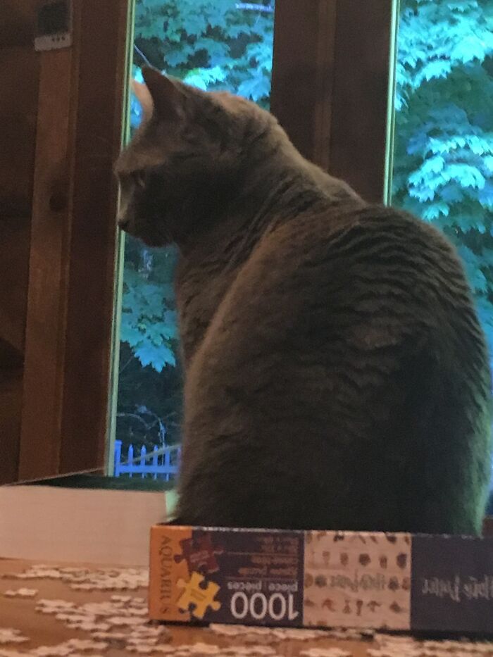 Hey Pandas, What Is Your Pet’s Weirdest Or Cutest Habit? (Closed) Hey Pandas, What Is Your Pet’s Weirdest Or Cutest Habit? (Closed)