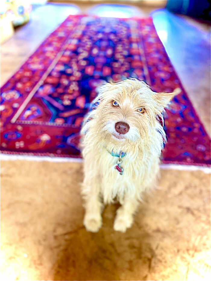 Hey Pandas, What Is Your Pet’s Weirdest Or Cutest Habit? (Closed) Hey Pandas, What Is Your Pet’s Weirdest Or Cutest Habit? (Closed)