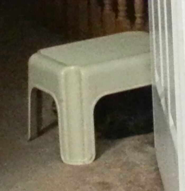 Hey Pandas, What Is Your Pet’s Weirdest Or Cutest Habit? (Closed) Hey Pandas, What Is Your Pet’s Weirdest Or Cutest Habit? (Closed)