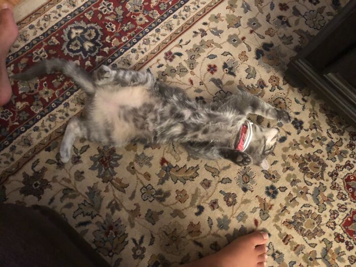 Hey Pandas, What Is Your Pet’s Weirdest Or Cutest Habit? (Closed) Hey Pandas, What Is Your Pet’s Weirdest Or Cutest Habit? (Closed)