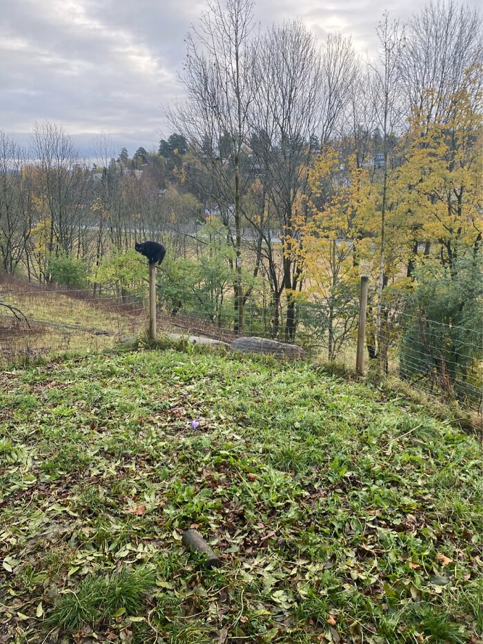 Hey Pandas, What Is Your Pet’s Weirdest Or Cutest Habit? (Closed) Hey Pandas, What Is Your Pet’s Weirdest Or Cutest Habit? (Closed)