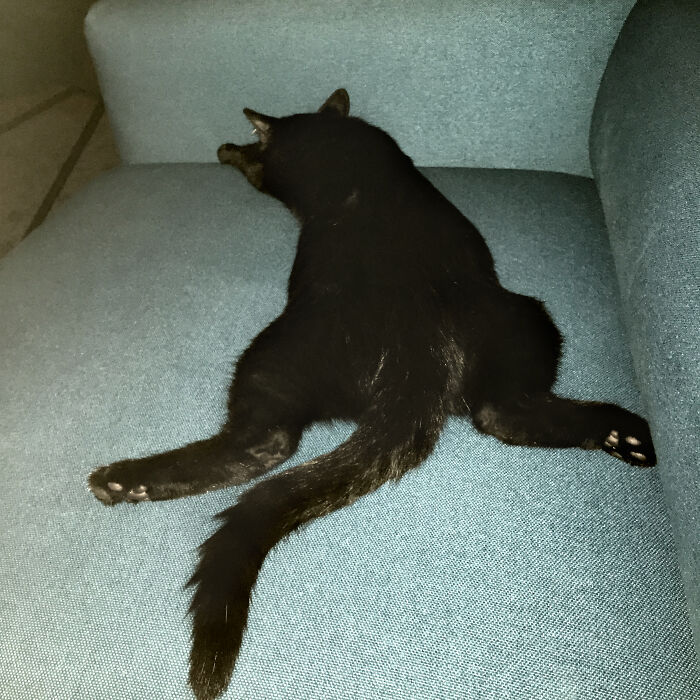 Hey Pandas, What Is Your Pet’s Weirdest Or Cutest Habit? (Closed) Hey Pandas, What Is Your Pet’s Weirdest Or Cutest Habit? (Closed)