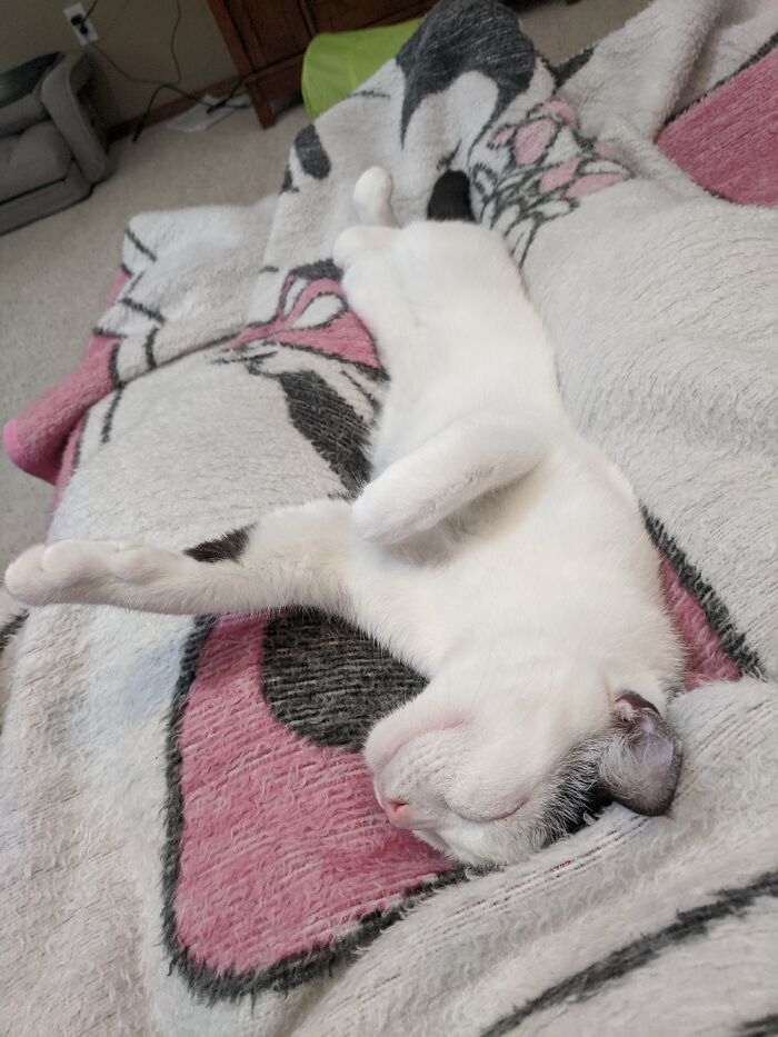 Hey Pandas, What Is Your Pet’s Weirdest Or Cutest Habit? (Closed) Hey Pandas, What Is Your Pet’s Weirdest Or Cutest Habit? (Closed)