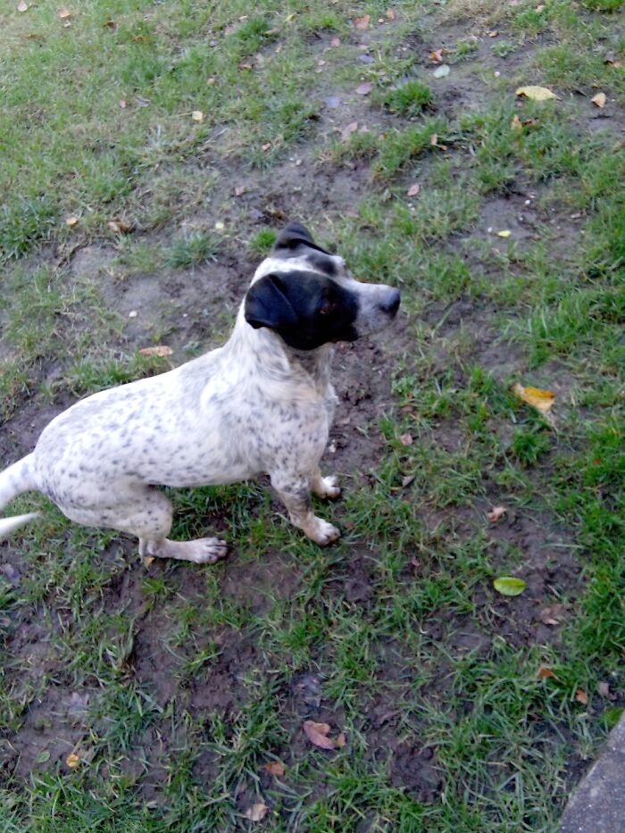 Hey Pandas, What Is Your Pet’s Weirdest Or Cutest Habit? (Closed) Hey Pandas, What Is Your Pet’s Weirdest Or Cutest Habit? (Closed)