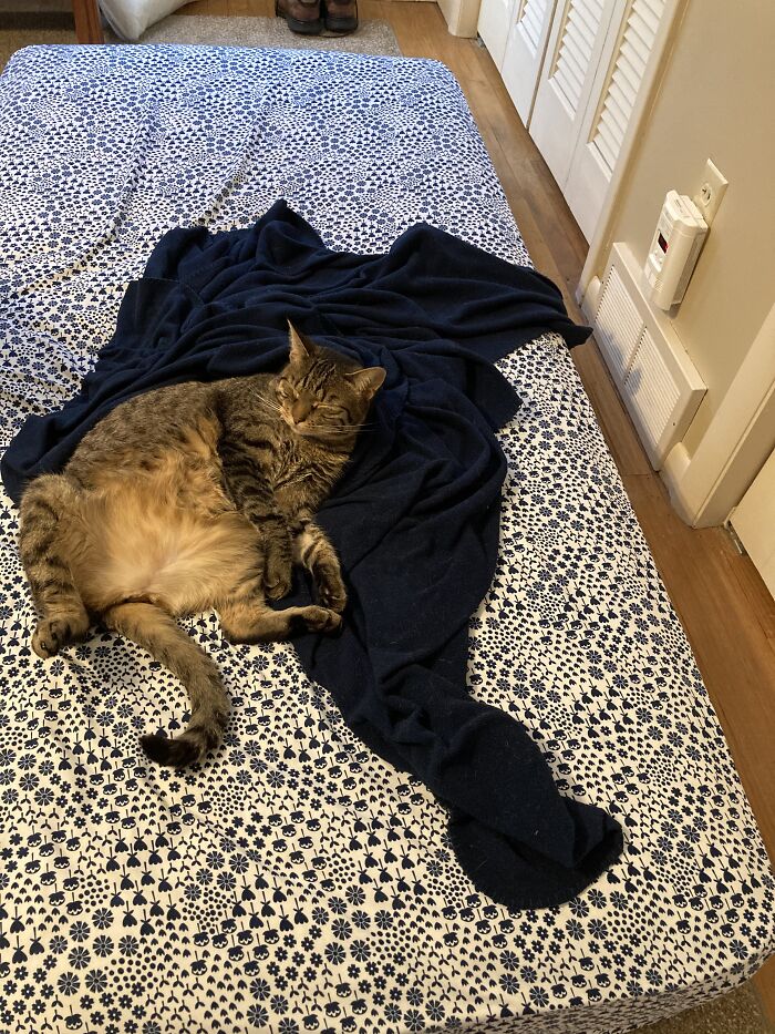 Hey Pandas, What Is Your Pet’s Weirdest Or Cutest Habit? (Closed) Hey Pandas, What Is Your Pet’s Weirdest Or Cutest Habit? (Closed)