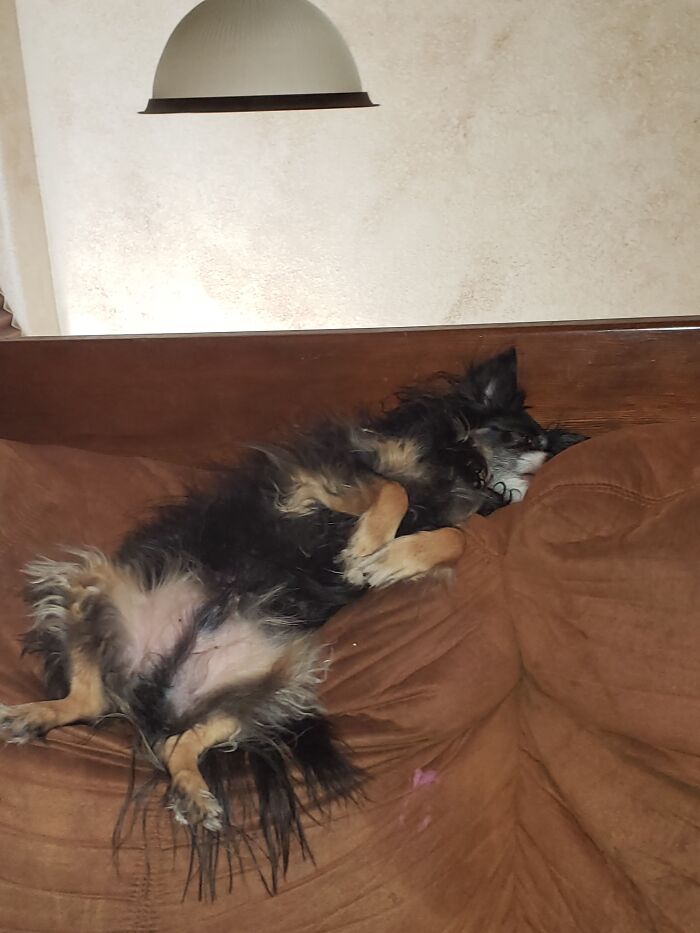 Hey Pandas, What Is Your Pet’s Weirdest Or Cutest Habit? (Closed) Hey Pandas, What Is Your Pet’s Weirdest Or Cutest Habit? (Closed)