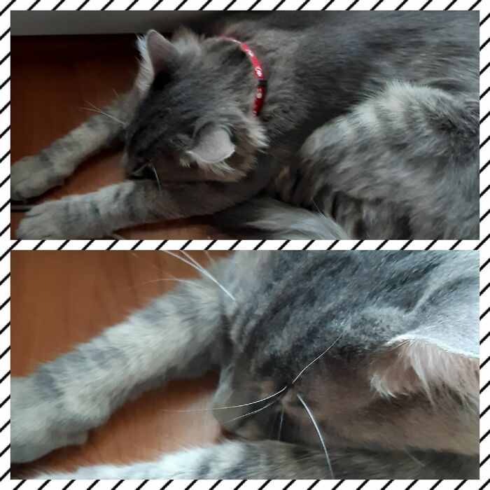 Hey Pandas, What Is Your Pet’s Weirdest Or Cutest Habit? (Closed) Hey Pandas, What Is Your Pet’s Weirdest Or Cutest Habit? (Closed)