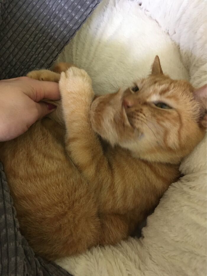 Hey Pandas, What Is Your Pet’s Weirdest Or Cutest Habit? (Closed) Hey Pandas, What Is Your Pet’s Weirdest Or Cutest Habit? (Closed)