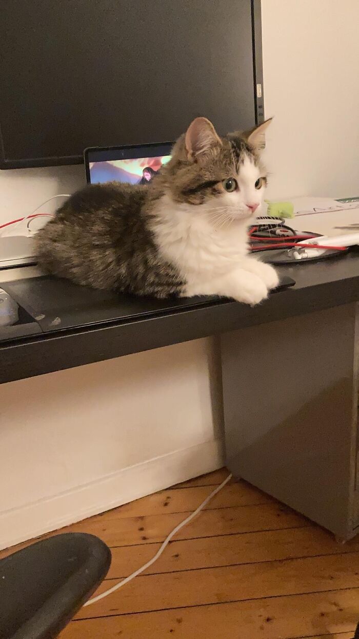 Hey Pandas, What Is Your Pet’s Weirdest Or Cutest Habit? (Closed) Hey Pandas, What Is Your Pet’s Weirdest Or Cutest Habit? (Closed)