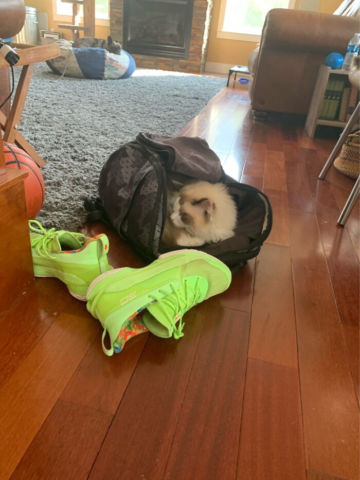 Hey Pandas, What Is Your Pet’s Weirdest Or Cutest Habit? (Closed) Hey Pandas, What Is Your Pet’s Weirdest Or Cutest Habit? (Closed)