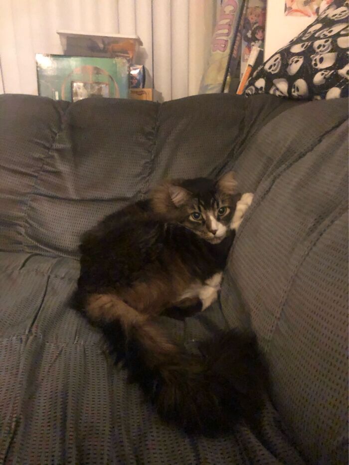 Hey Pandas, What Is Your Pet’s Weirdest Or Cutest Habit? (Closed) Hey Pandas, What Is Your Pet’s Weirdest Or Cutest Habit? (Closed)