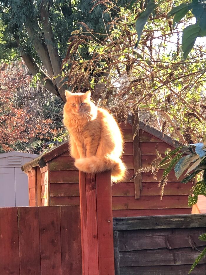 Hey Pandas, What Is Your Pet’s Weirdest Or Cutest Habit? (Closed) Hey Pandas, What Is Your Pet’s Weirdest Or Cutest Habit? (Closed)