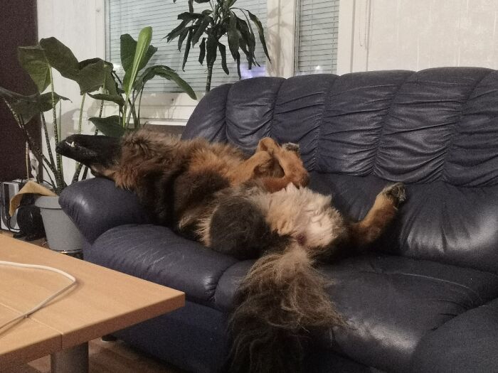 Hey Pandas, What Is Your Pet’s Weirdest Or Cutest Habit? (Closed) Hey Pandas, What Is Your Pet’s Weirdest Or Cutest Habit? (Closed)