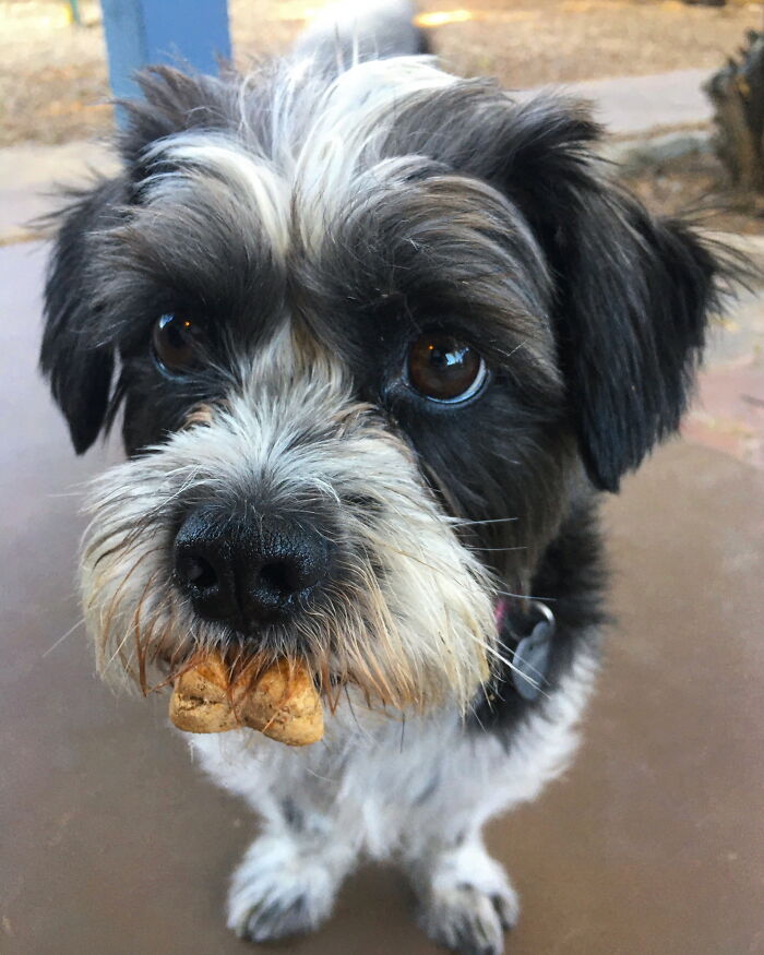 Hey Pandas, What Is Your Pet’s Weirdest Or Cutest Habit? (Closed) Hey Pandas, What Is Your Pet’s Weirdest Or Cutest Habit? (Closed)