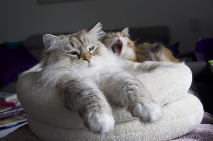 Hey Pandas, What Is Your Pet’s Weirdest Or Cutest Habit? (Closed) Hey Pandas, What Is Your Pet’s Weirdest Or Cutest Habit? (Closed)