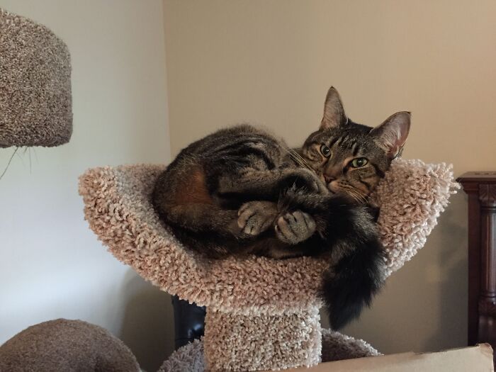 Hey Pandas, What Is Your Pet’s Weirdest Or Cutest Habit? (Closed) Hey Pandas, What Is Your Pet’s Weirdest Or Cutest Habit? (Closed)