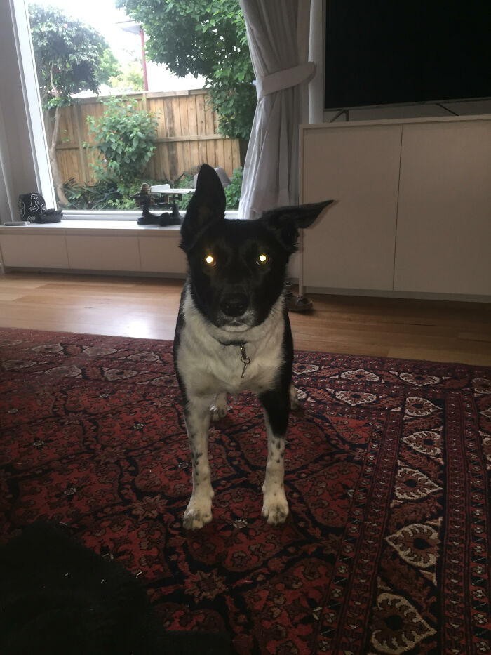 Hey Pandas, What Is Your Pet’s Weirdest Or Cutest Habit? (Closed) Hey Pandas, What Is Your Pet’s Weirdest Or Cutest Habit? (Closed)