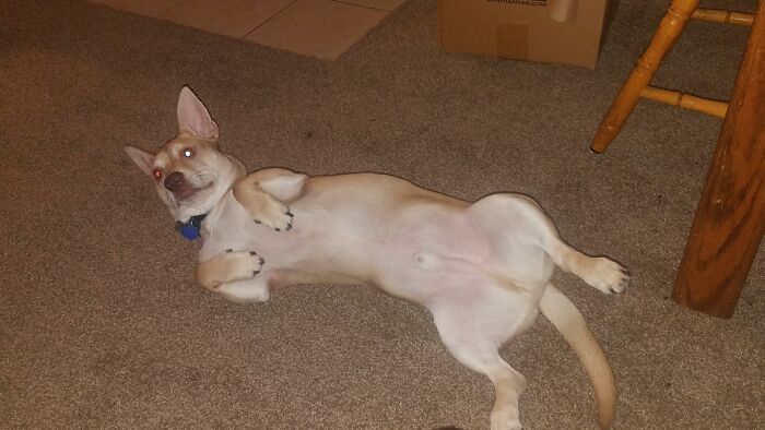 Hey Pandas, What Is Your Pet’s Weirdest Or Cutest Habit? (Closed) Hey Pandas, What Is Your Pet’s Weirdest Or Cutest Habit? (Closed)