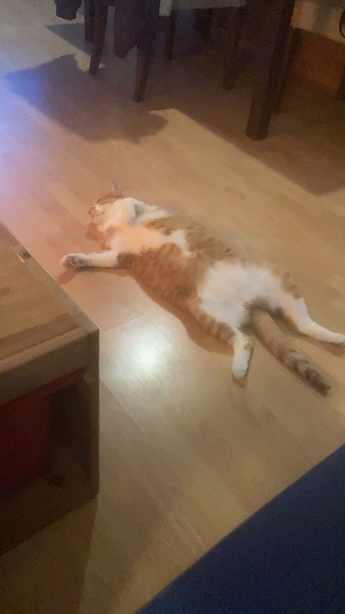 Hey Pandas, What Is Your Pet’s Weirdest Or Cutest Habit? (Closed) Hey Pandas, What Is Your Pet’s Weirdest Or Cutest Habit? (Closed)