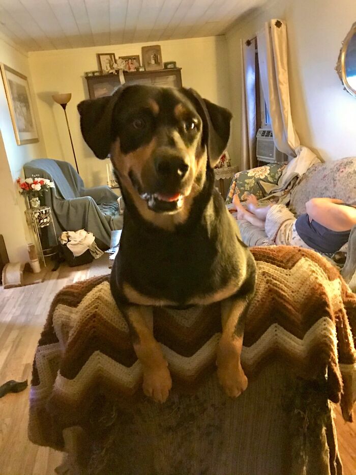 Hey Pandas, What Is Your Pet’s Weirdest Or Cutest Habit? (Closed) Hey Pandas, What Is Your Pet’s Weirdest Or Cutest Habit? (Closed)