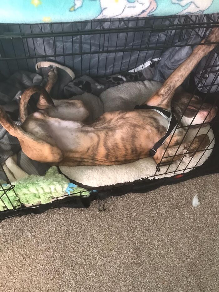 Hey Pandas, What Is Your Pet’s Weirdest Or Cutest Habit? (Closed) Hey Pandas, What Is Your Pet’s Weirdest Or Cutest Habit? (Closed)