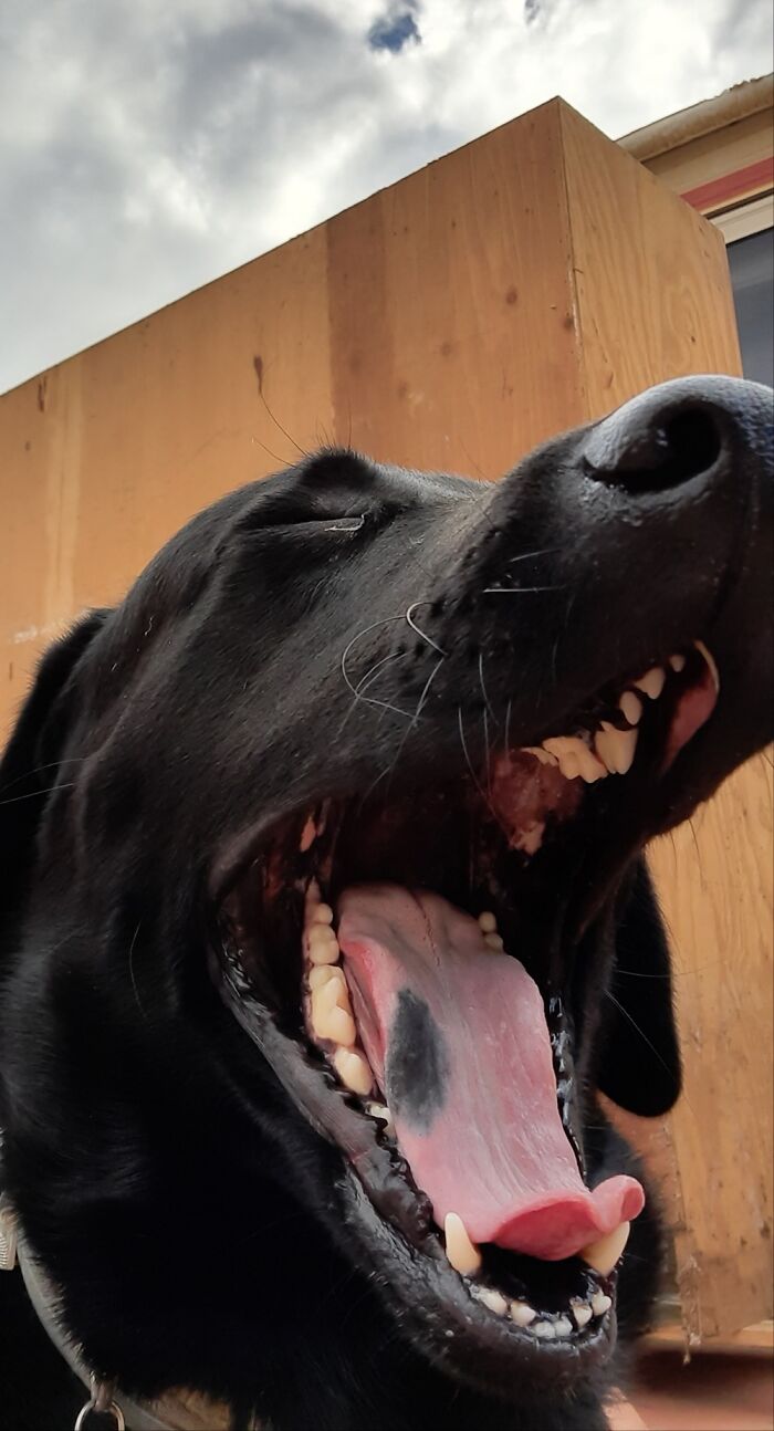 Hey Pandas, What Is Your Pet’s Weirdest Or Cutest Habit? (Closed) Hey Pandas, What Is Your Pet’s Weirdest Or Cutest Habit? (Closed)