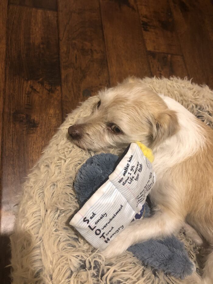 Hey Pandas, What Is Your Pet’s Weirdest Or Cutest Habit? (Closed) Hey Pandas, What Is Your Pet’s Weirdest Or Cutest Habit? (Closed)