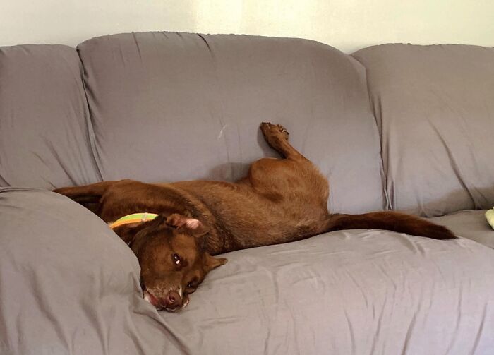 Hey Pandas, What Is Your Pet’s Weirdest Or Cutest Habit? (Closed) Hey Pandas, What Is Your Pet’s Weirdest Or Cutest Habit? (Closed)