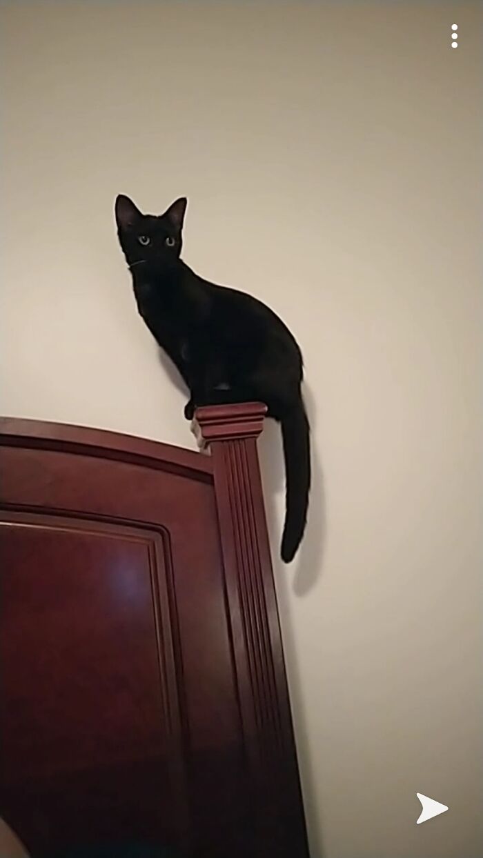 Hey Pandas, What Is Your Pet’s Weirdest Or Cutest Habit? (Closed) Hey Pandas, What Is Your Pet’s Weirdest Or Cutest Habit? (Closed)