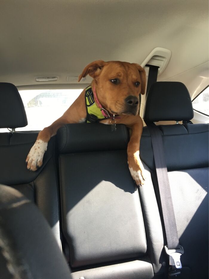 Hey Pandas, What Is Your Pet’s Weirdest Or Cutest Habit? (Closed) Hey Pandas, What Is Your Pet’s Weirdest Or Cutest Habit? (Closed)