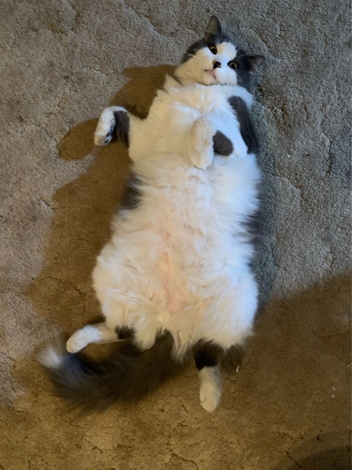 Hey Pandas, What Is Your Pet’s Weirdest Or Cutest Habit? (Closed) Hey Pandas, What Is Your Pet’s Weirdest Or Cutest Habit? (Closed)