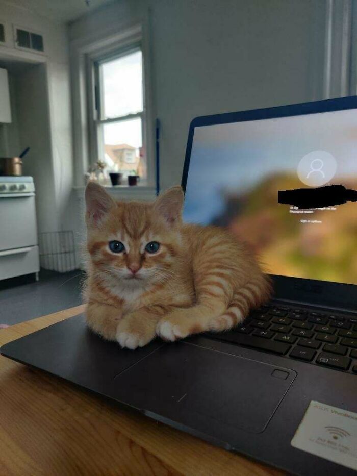 50 Most Wholesome Rescue Pet Photos Of October 50 Most Wholesome Rescue Pet Photos Of October