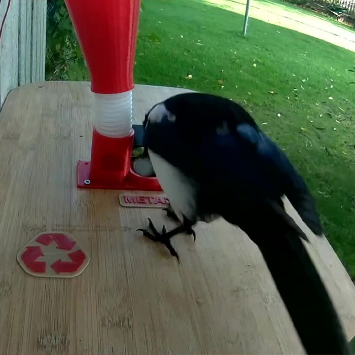 Guy Built A Bird Feeder That Accepts Bottle Caps For Food, And These Wild Magpies Love It Guy Built A Bird Feeder That Accepts Bottle Caps For Food, And These Wild Magpies Love It