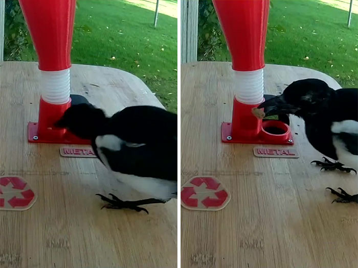 Guy Built A Bird Feeder That Accepts Bottle Caps For Food, And These Wild Magpies Love It Guy Built A Bird Feeder That Accepts Bottle Caps For Food, And These Wild Magpies Love It