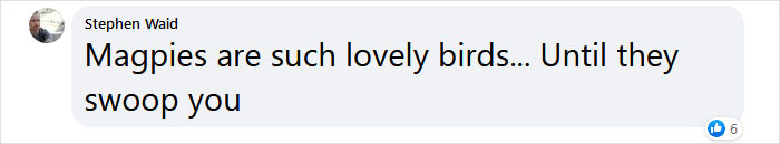 Guy Built A Bird Feeder That Accepts Bottle Caps For Food, And These Wild Magpies Love It Guy Built A Bird Feeder That Accepts Bottle Caps For Food, And These Wild Magpies Love It