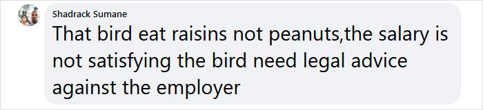 Guy Built A Bird Feeder That Accepts Bottle Caps For Food, And These Wild Magpies Love It Guy Built A Bird Feeder That Accepts Bottle Caps For Food, And These Wild Magpies Love It