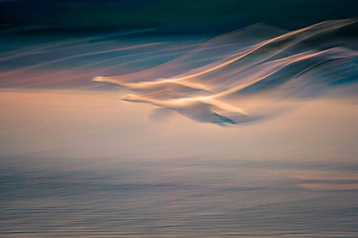 Best Bird Photography Of 2020 Has Announced Its 30 Stunning Winners Best Bird Photography Of 2020 Has Announced Its 30 Stunning Winners