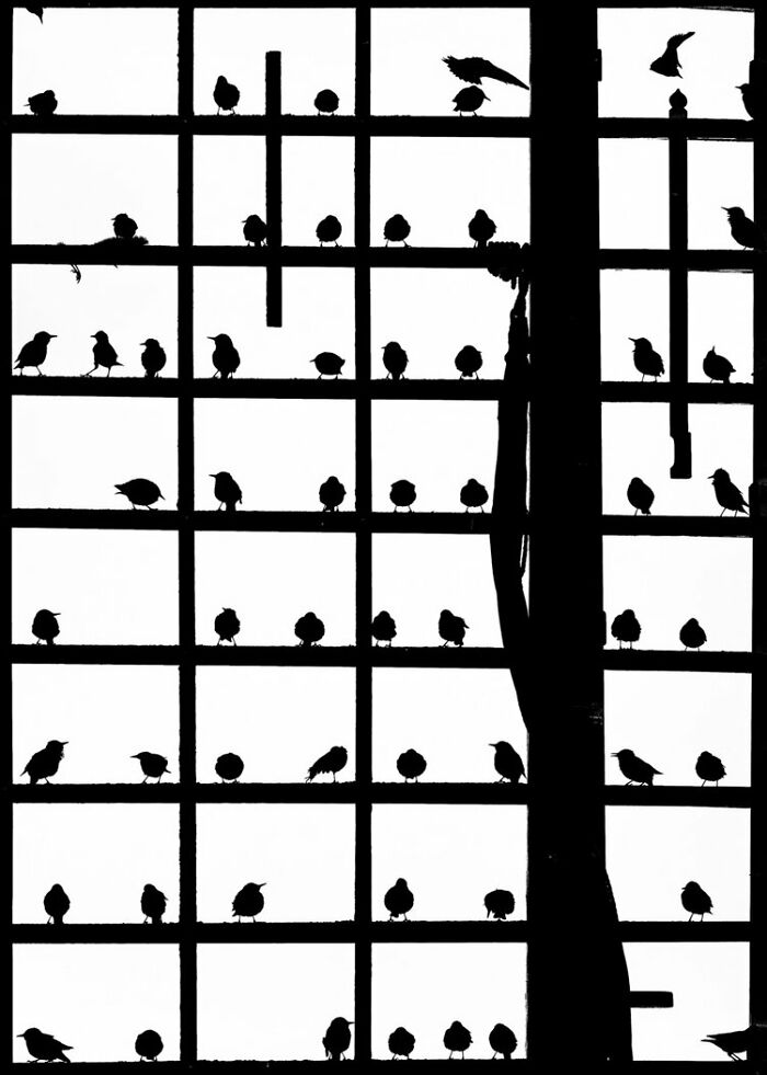 Best Bird Photography Of 2020 Has Announced Its 30 Stunning Winners Best Bird Photography Of 2020 Has Announced Its 30 Stunning Winners