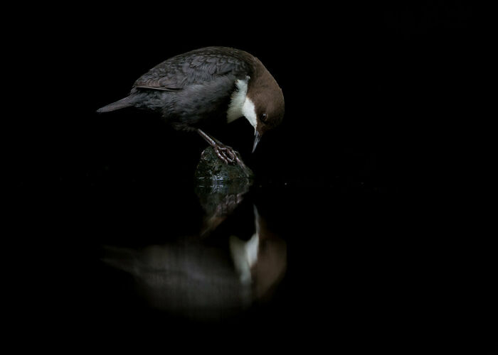 Best Bird Photography Of 2020 Has Announced Its 30 Stunning Winners Best Bird Photography Of 2020 Has Announced Its 30 Stunning Winners