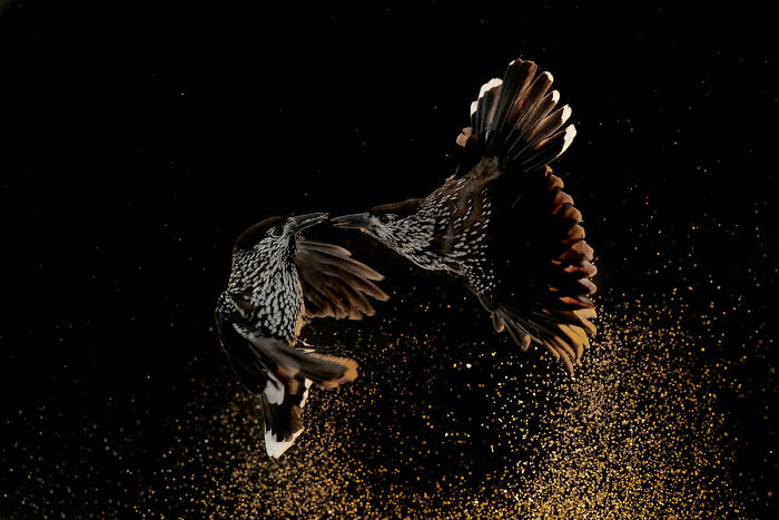 Best Bird Photography Of 2020 Has Announced Its 30 Stunning Winners Best Bird Photography Of 2020 Has Announced Its 30 Stunning Winners