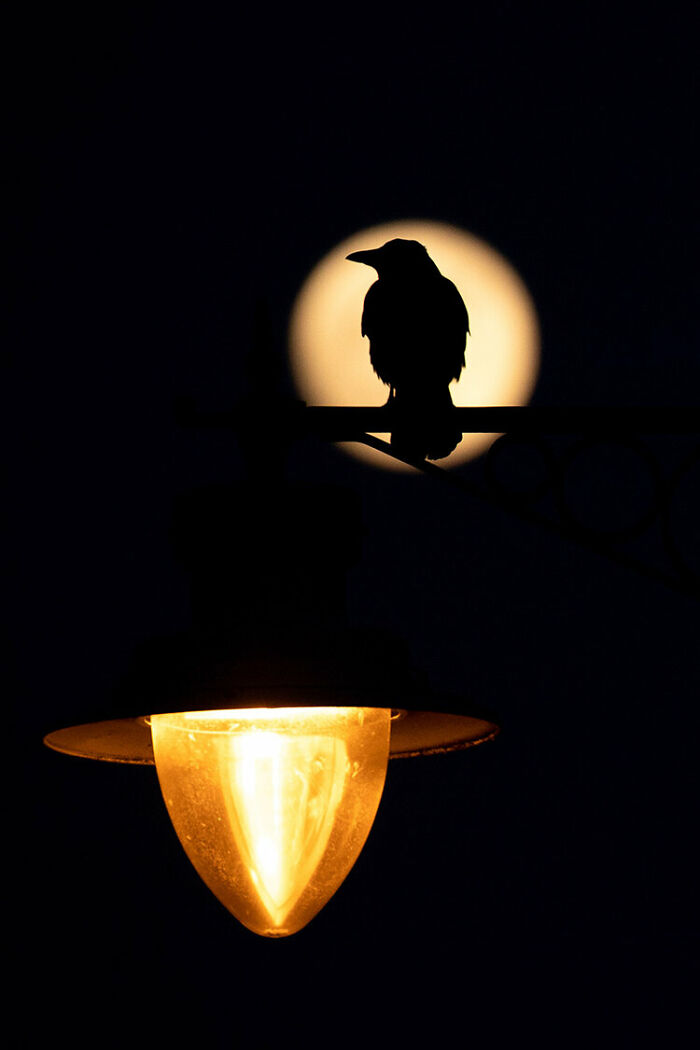 Best Bird Photography Of 2020 Has Announced Its 30 Stunning Winners Best Bird Photography Of 2020 Has Announced Its 30 Stunning Winners