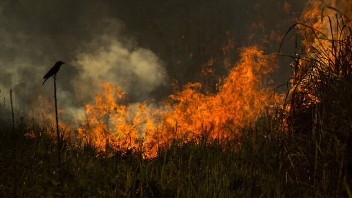 Best Bird Photography Of 2020 Has Announced Its 30 Stunning Winners Best Bird Photography Of 2020 Has Announced Its 30 Stunning Winners